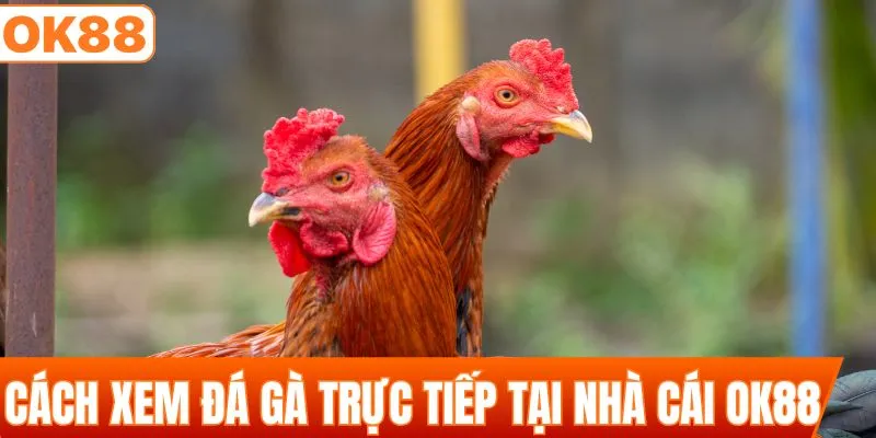 Cách xem đá gà trực tiếp tại nhà cái OK88