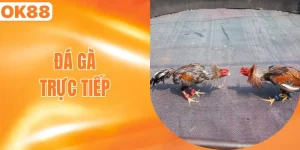 đá gà trực tuyến