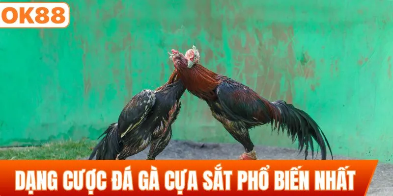 Dạng kèo cược đá gà cựa sắt phổ biến nhất