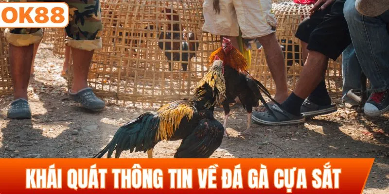 Khái quát thông tin về hình thức đá gà cựa sắt